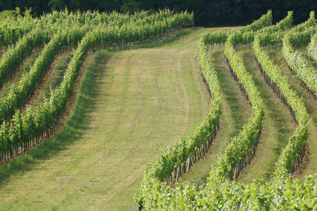 Winzerzimmer - Weingut Tinhof アイゼンシュタット エクステリア 写真