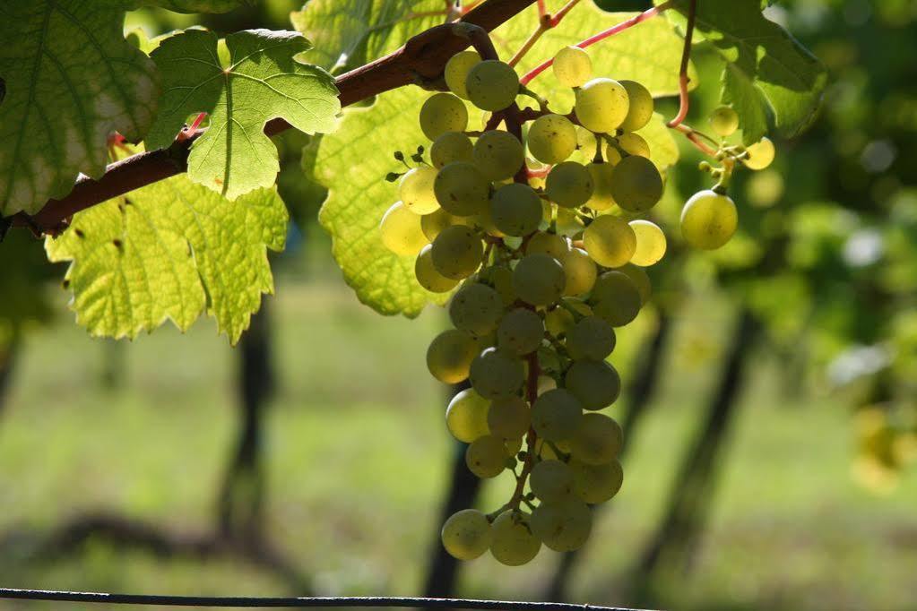 Winzerzimmer - Weingut Tinhof アイゼンシュタット エクステリア 写真